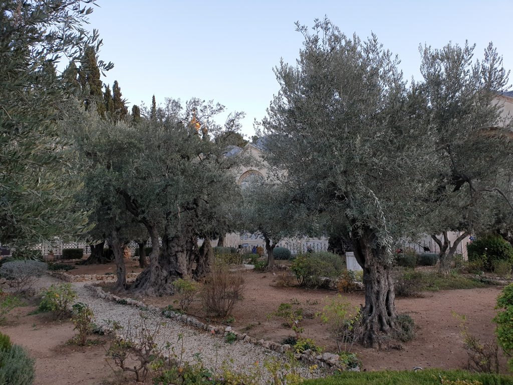 Garten Gethsemane Ölberg
